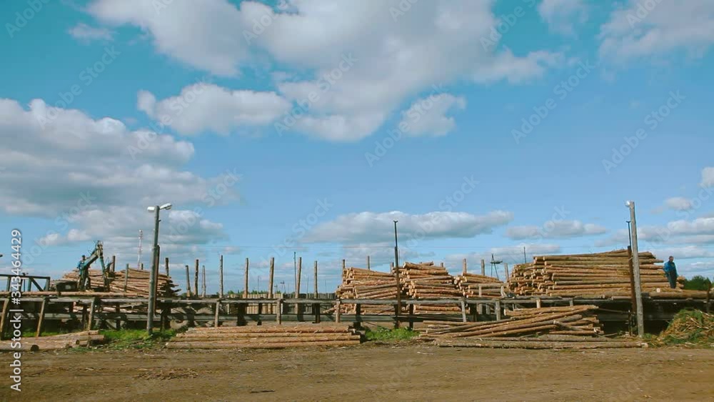 Workes sorting logs in forestry Workes sorting logs in forestry