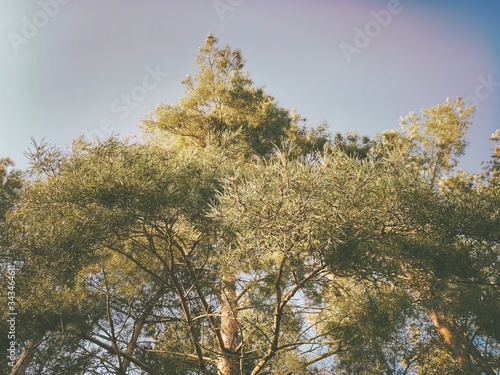 Abstract & low angle view in a pine forest. Green foliage & treetops are seen against a clear sky with copy space. Natural environment color palette. Soft & fresh. Clean air in woodland under trees.