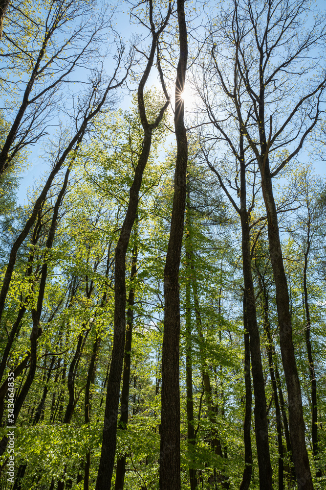 Buchenwald im Frühling mit Sonne Buchenwald im Frühling mit Sonne