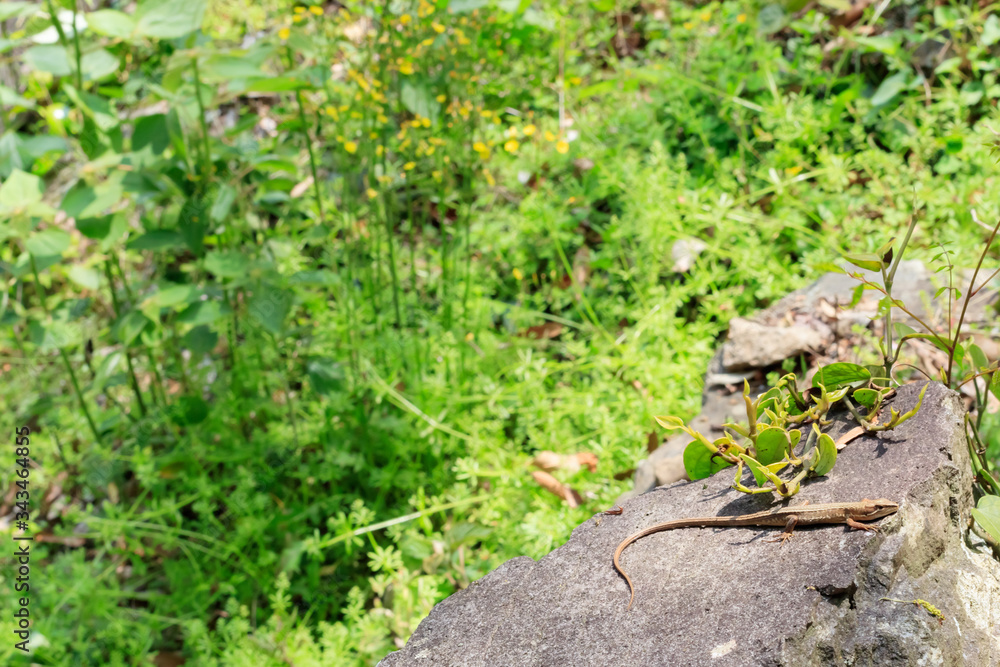 ニホンカナヘビ Japanese grass lizard ニホンカナヘビ Japanese grass lizard