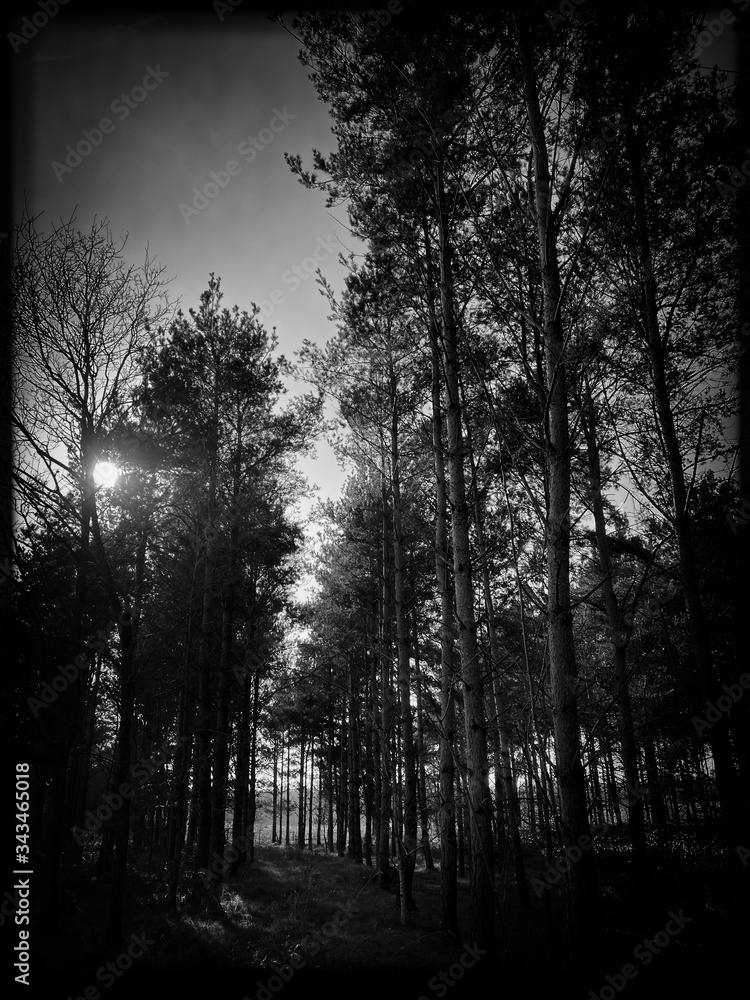 Big & tall pine trees are seen in a dense forest. Natural treescape on scenic woodland trail. Abstract backlit view as afternoon sun shines through branches. Moody black and white edit.