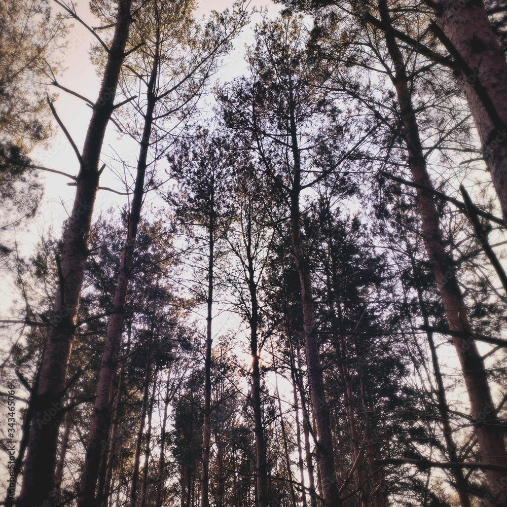 Obraz premium Big and tall pine trees are seen in a dense forest. Natural treescape on scenic woodland trail. Abstract backlit view as afternoon sun shines through branches. Moody atmosphere with natural silhouette