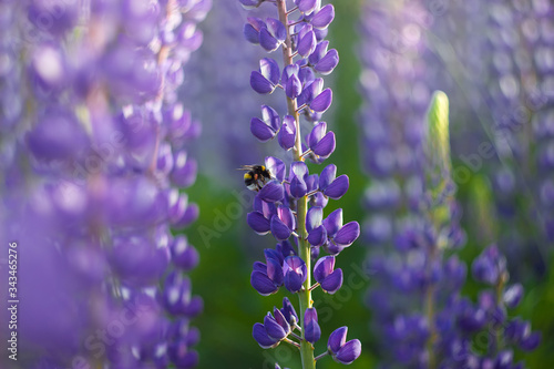 Purple lupine flower grows in the sun