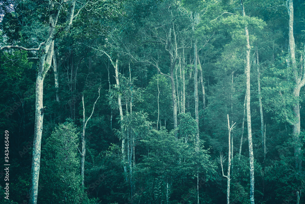 Fototapeta tropikalny las z liśćmi