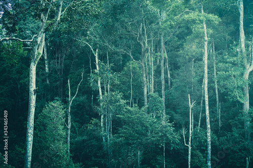 Fototapeta tropikalny las z liśćmi