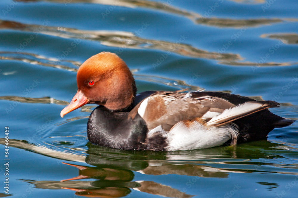 Canard nette rousse -Netta rufina - en promenade sur l'étang Canard nette rousse -Netta rufina - en promenade sur l'étang