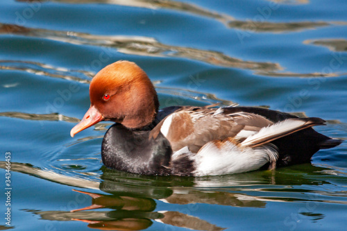 Canard nette rousse -Netta rufina - en promenade sur l'étang