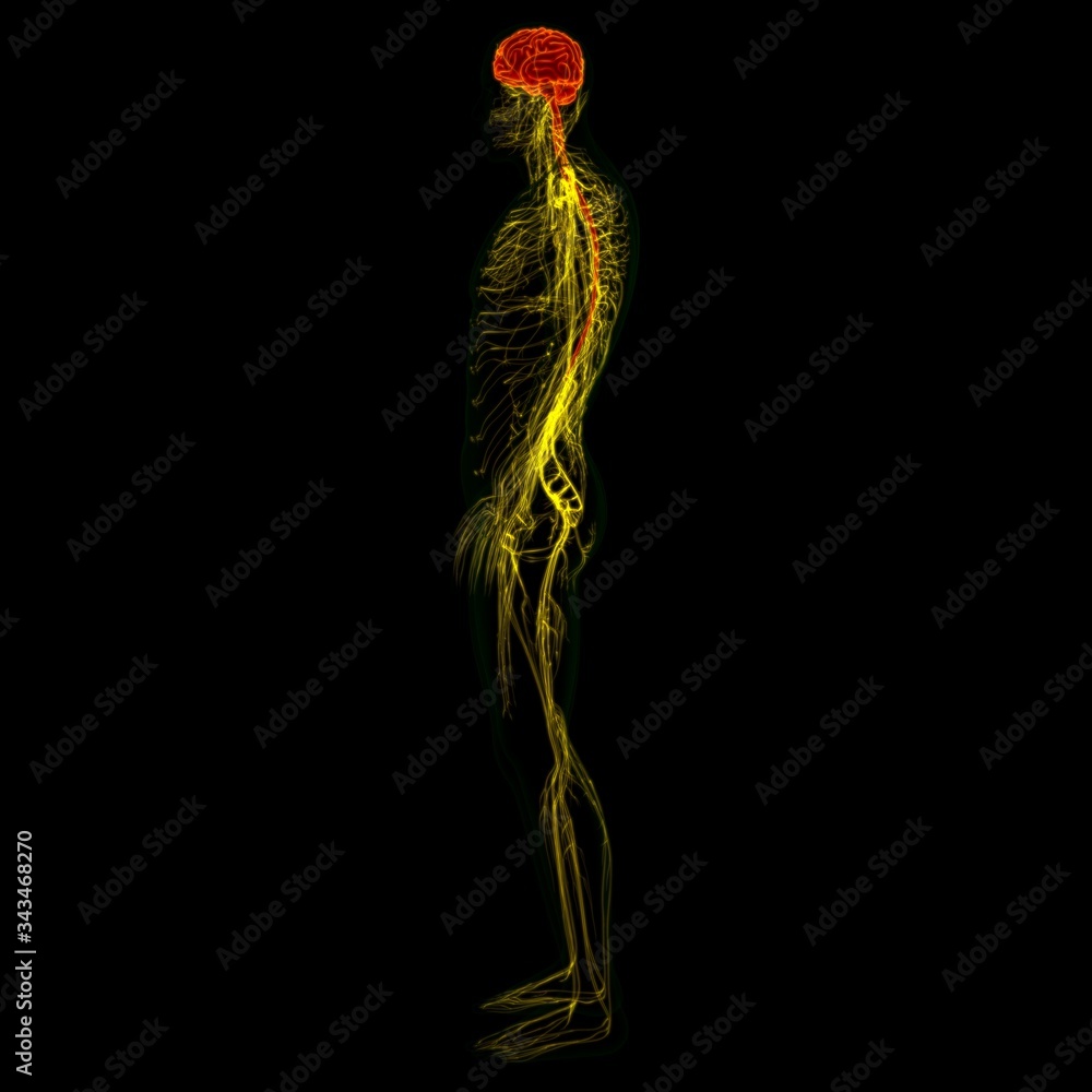 3D Illustration Human Brain With Nervous System Anatomy Stock ...