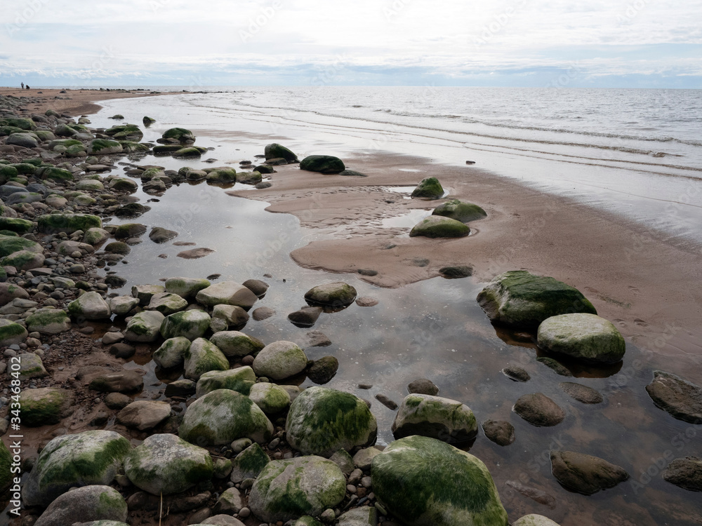 Rocky beach Baltic Sea, rocks overgrown with algae and moss