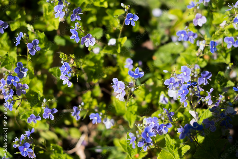 Petites fleurs bleues sauvages de printemps Petites fleurs bleues sauvages de printemps