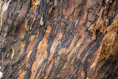 Wooden and aged tree outdoors in nature, closeup shot. Texture and pattern concept.