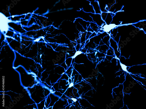 Φωτογραφία Pyramidal neurons marked by fluorescence