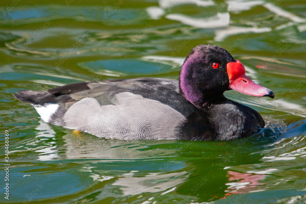 Fototapeta premium Canard nette Peposaca - Netta peposaca - sur l'étang