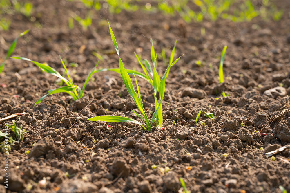 freshly planted young shoots of a plant in a field or field as agricultural yield in spring freshly planted young shoots of a plant in a field or field as agricultural yield in spring