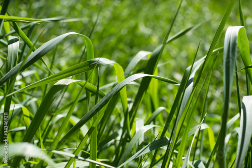 hautes herbes éclairées par le soleil