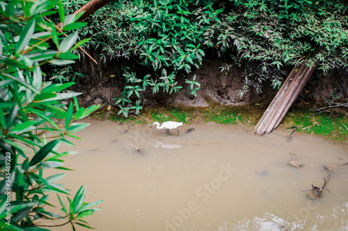 White bird walk in mangrove forest ecological lake.In the early morning a tall white shore bird with a black beak and black stilt like legs. Beautiful avian wildlife.Green nature habitat background. photo