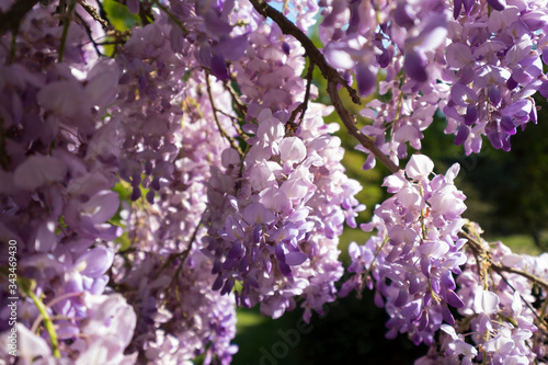 Une glycine en fleurs éclairée par le soleil