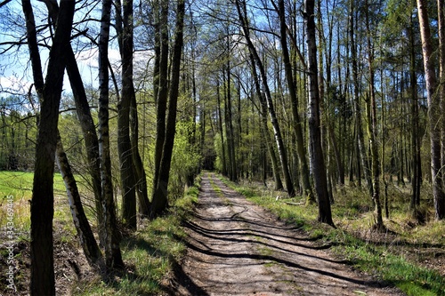 Fototapeta Naklejka Na Ścianę i Meble -  Aleja dębowa