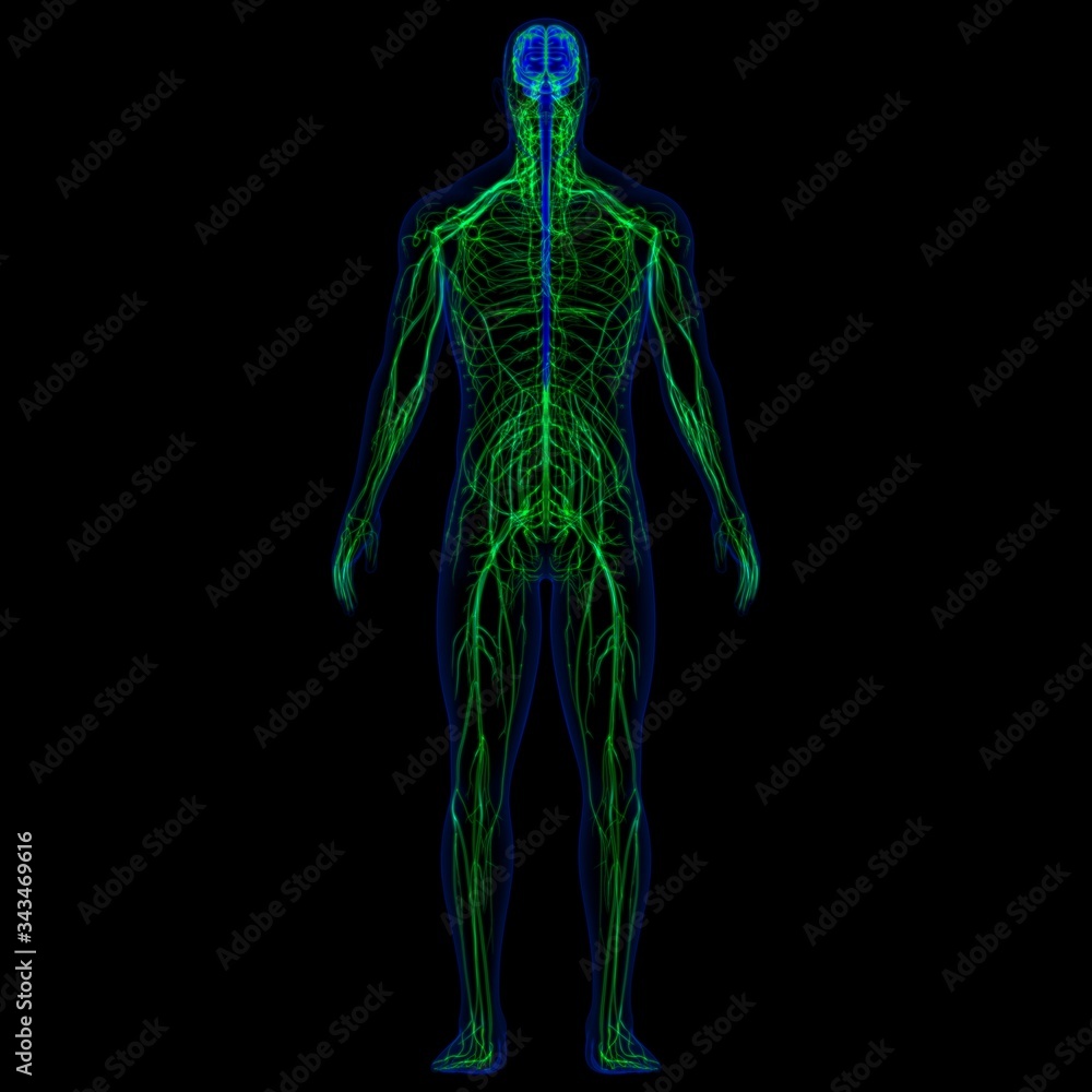 3D Illustration Human Brain With Nervous System Anatomy 3D Illustration Human Brain With Nervous System Anatomy