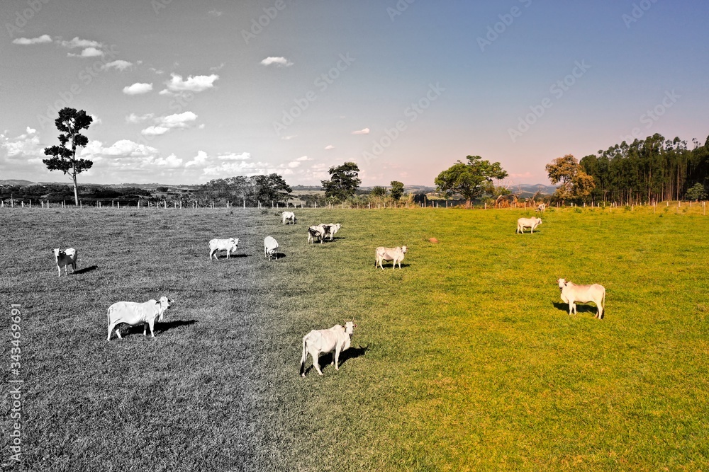 Obraz premium Aerial view of cows in the pasture. Agro industry scene. Great landscape