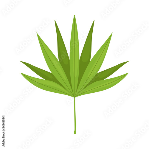 Leaf of Palm Tree, Beautiful Green Tropical Exotic Plant Decorative Element Vector Illustration