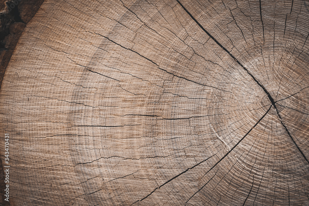 Fototapeta premium a background of a wooden stump