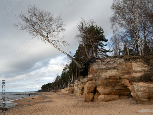 Geological sandstone outcrop with caves on the shores of the Baltic Sea, dramatic skies, a tree falling on the cliff towards the sea