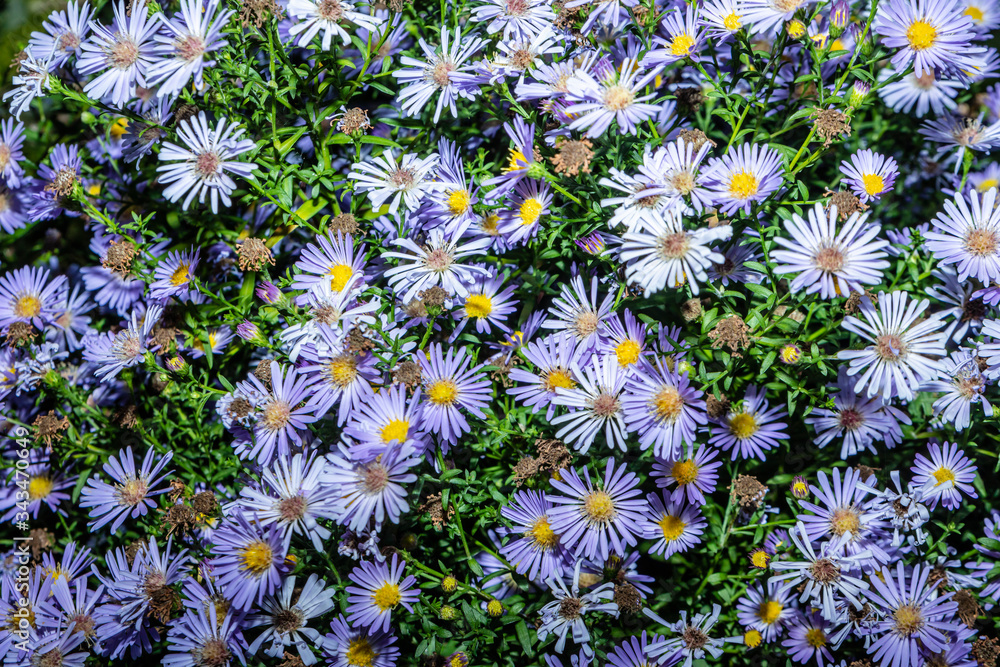 blue and yellow flowers with green background blue and yellow flowers with green background