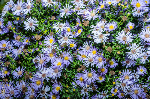 blue and yellow flowers with green background
