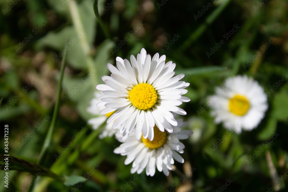 Daisy, Gänseblümchen Flower with green Background Daisy, Gänseblümchen Flower with green Background
