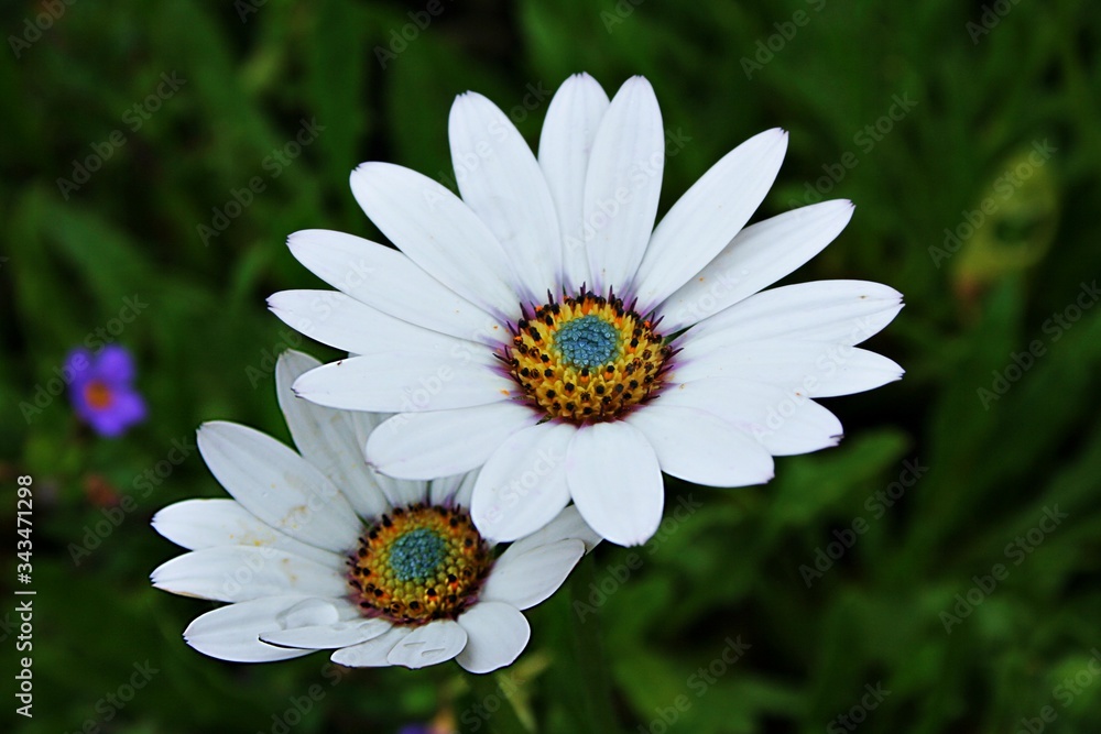 Obraz premium oxeye daisy (giant daisy)