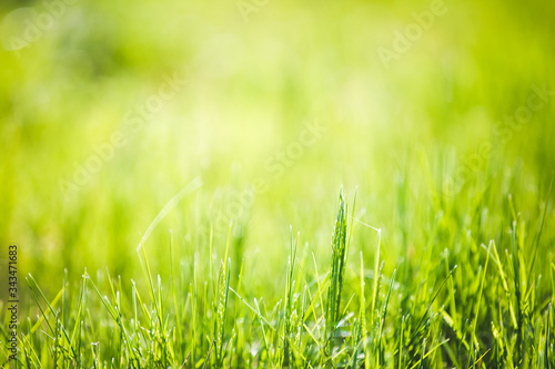 Abstract blurred green spring grass background