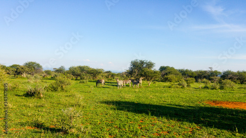Zebra standing in open grassland, South Africa