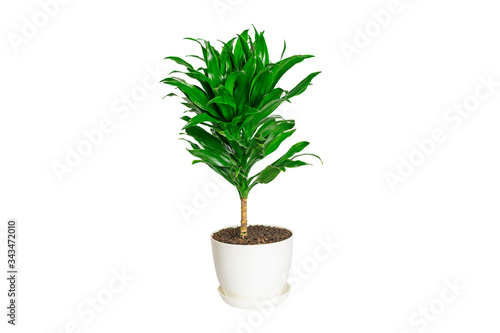 green fragrant dracaena plant isolated on white background House plant, home decor concept