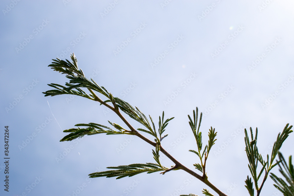 Low angle of Acacia tree branch against blue sky, South Africa Low angle of Acacia tree branch against blue sky, South Africa