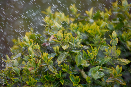 boxwood bush in the pouring rain in spring © Denys