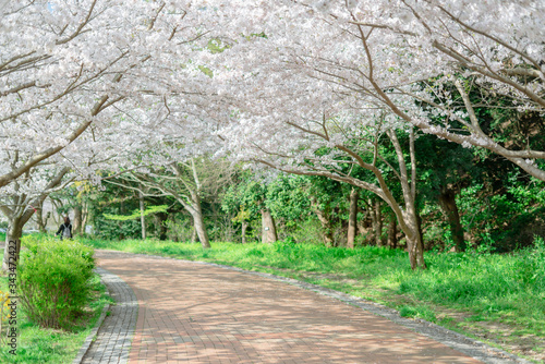 公園の桜 photo