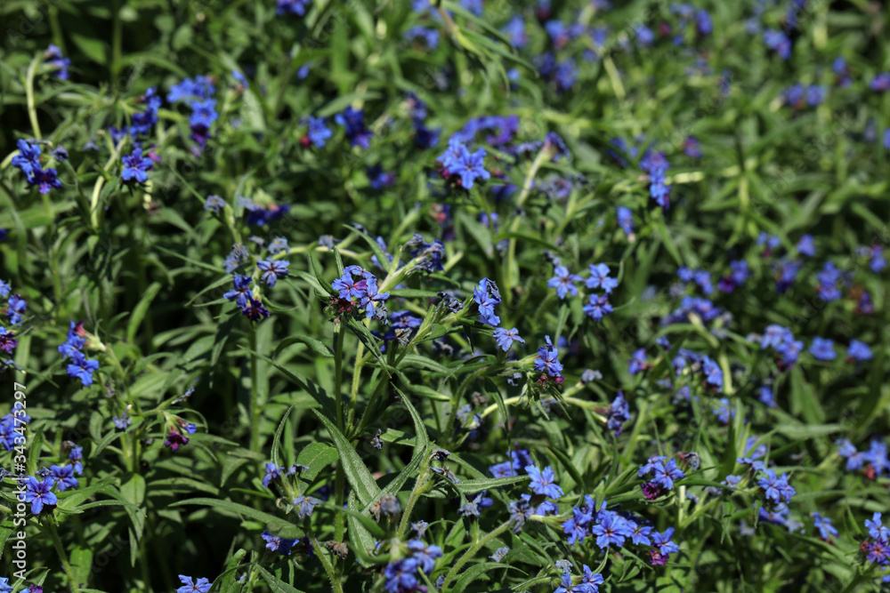 Fototapeta premium Buglossoides purpurocaerulea Blauroter Steinsame