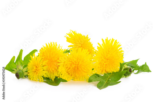 Bunch of fresh yellow dandelions with green leaves isolated on a white background in close-up
