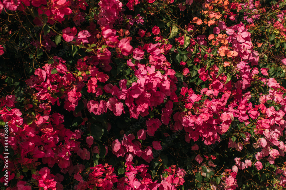 sunlight on green leaves near pink and blooming flowers