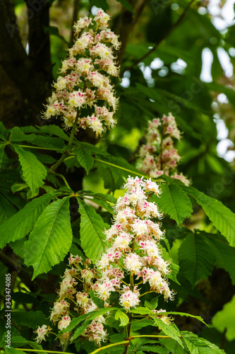  flowers of the chestnut tree