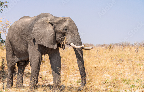 Lonely Elephant in the savanna (Kruger National Park, South Africa)