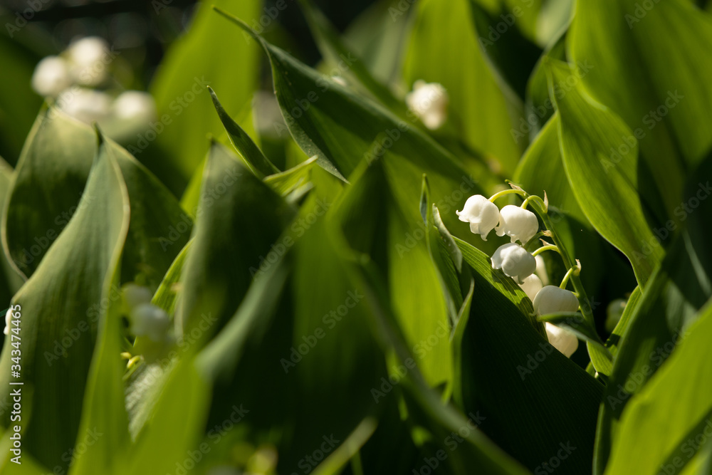 Lily of the valley flower white green leaf muguet Lily of the valley flower white green leaf muguet