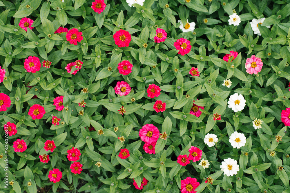 Fototapeta premium Flower background of white and pink zinnias in the summer garden. The view from the top