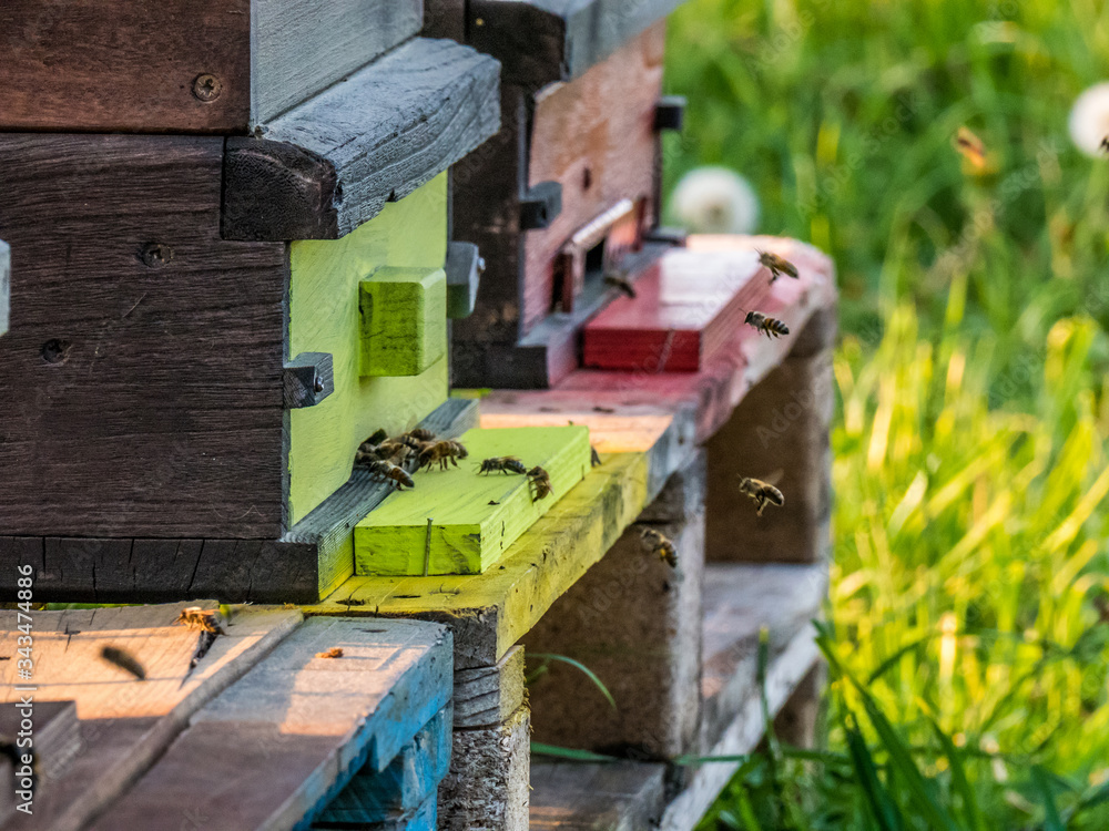 Bunte Bienenkästen Bunte Bienenkästen
