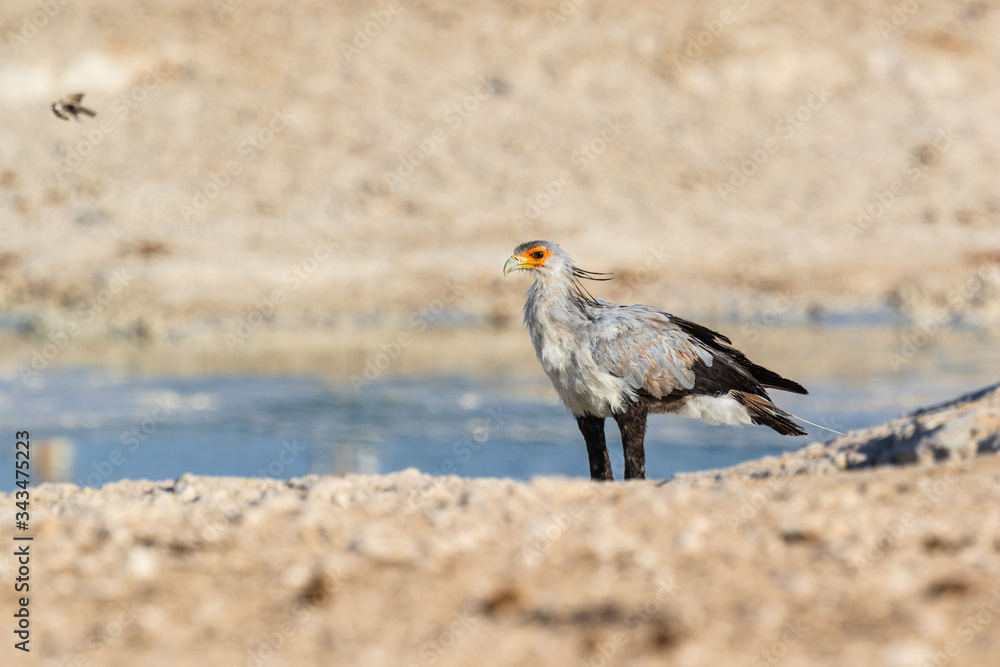 Sekretär (Sagittarius serpentarius) in Namibia Sekretär (Sagittarius serpentarius) in Namibia