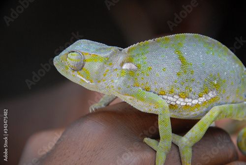 Flapnecked Chameleon on man's hand, Ponta Do Ouro, Mozambique photo