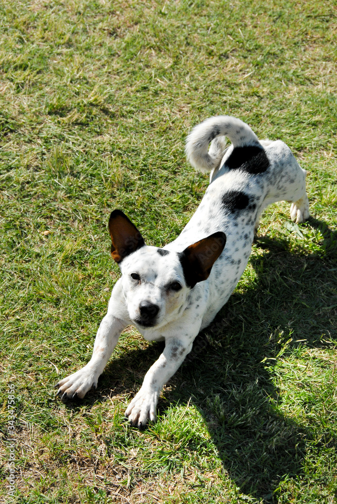 Black and white spotted Jack Russel stretching on the grass, South Africa