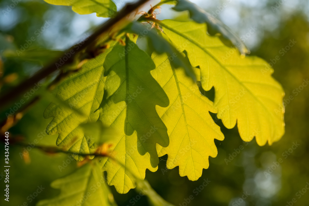 Eiche Blätter Laub Quercus Baum Trieb Frühling frisch transparent Gegenlicht Sonne grün Details Makro Nahaufnahme Sinnbild Adern Struktur Deutschland Sauerland Natur Spross Knsope aufblühen Eiche Blätter Laub Quercus Baum Trieb Frühling frisch transparent Gegenlicht Sonne grün Details Makro Nahaufnahme Sinnbild Adern Struktur Deutschland Sauerland Natur Spross Knsope aufblühen