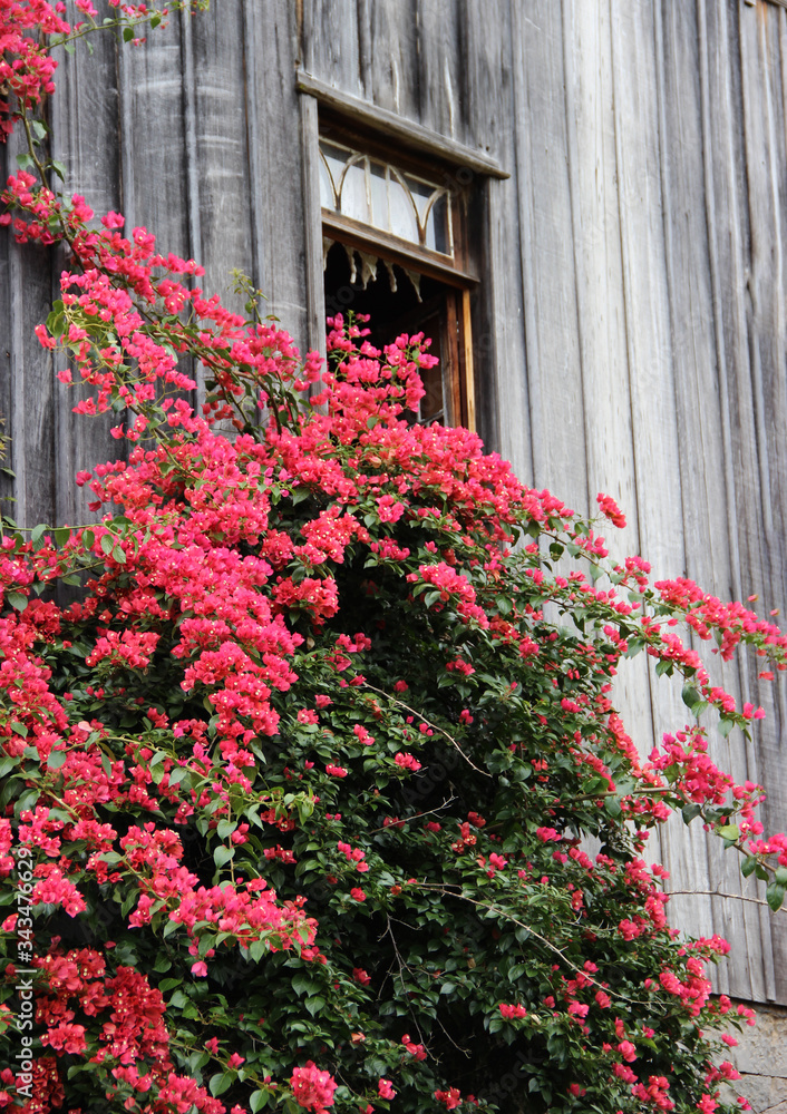 Naklejka premium SW - FLORES 113